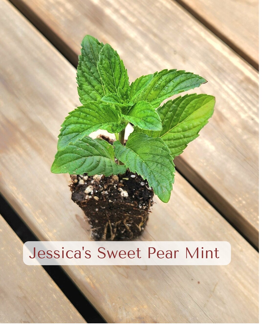 MINT ' Jessica's Sweet Pear' Live Starter Plant Etsy