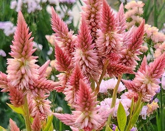 Spun Sugar Celosia Argentea Plumosa Cut Flower Seed Packet for