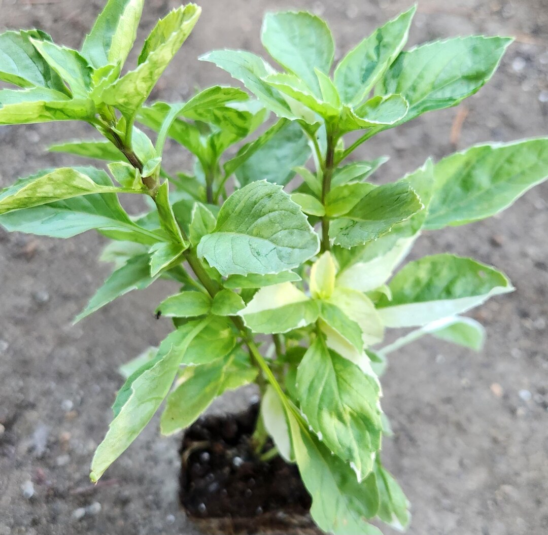 LIVE 'pesto Perpetuo' Basil | Ocimum Citrio X Starter Plant | NON ...