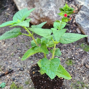 LIVE Salvia &#39;FOREST FIRE&#39; | salvia coccinea | starter plant