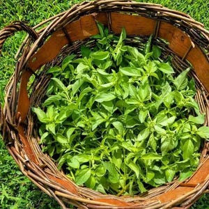 May include: A woven wicker basket filled with fresh, vibrant green basil leaves. The basket has a handle and is set against a backdrop of green grass. The basil leaves are lush and healthy, suggesting a recent harvest.