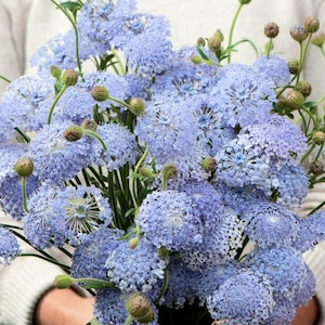 50 Didiscus LACY LAVENDER BLUE lace flower (Trachymene coerulea) * Organic* seeds