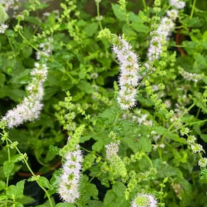 May include: Close-up of a mint plant with vibrant green leaves and delicate, light purple flower spikes. The image showcases the plant's fresh, healthy appearance, highlighting its natural beauty and potential for culinary or medicinal use.