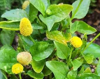 Toothache Plant, spilanthes oleracea, buzz buttons, organic, 50 seeds