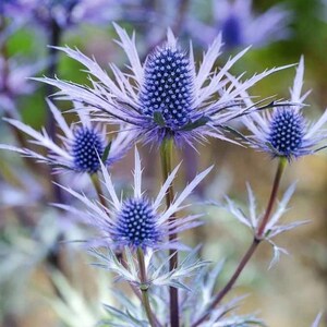 thumbnail image 2 of 20 Flax Blue Sea Holly Seeds - Hardy Perennial, Fast-Growing Summer Blue Flowers 2 of 6