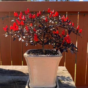 May include: A small potted ornamental pepper plant with vibrant red peppers. The plant has dark purple leaves and stems, and is planted in a square, off-white ceramic pot with a matching saucer. The plant is on a wooden surface.