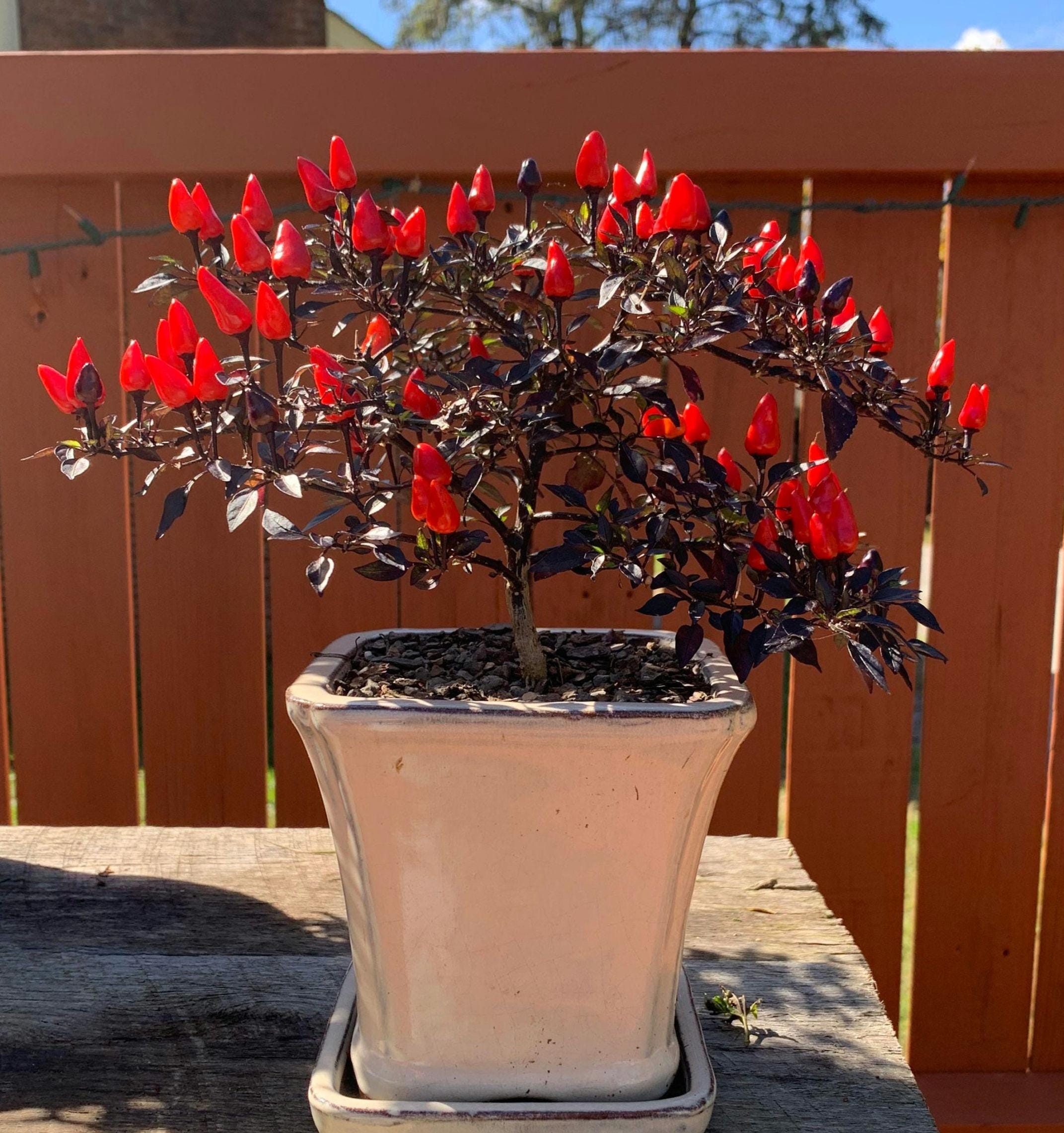Pepper 'midnight Fire' Ornamental Chili, Hot Pepper, 15 Seeds - Etsy