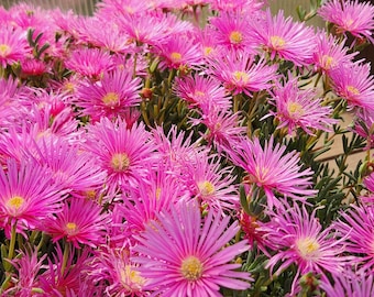 LIVE Trailing Pink Ice Plant (Lampranthus roseus) succulent flowering groundcover