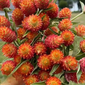 QIS gomphrena ORANGE 50 seeds globe amaranth gomphrena haageana