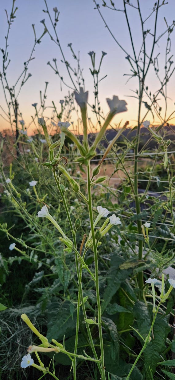 Coyote Tobacco Seeds Nicotiana Attenuta Medicinal Ceremonial Plant Native  Pollinator 100+ Seeds