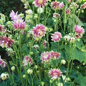 May include: A close-up of a cluster of columbine flowers in full bloom. The flowers have a layered petal structure with a mix of pink and white hues. Green stems and leaves provide a backdrop to the colorful blooms. The image is well-lit, showcasing the details of the flowers.