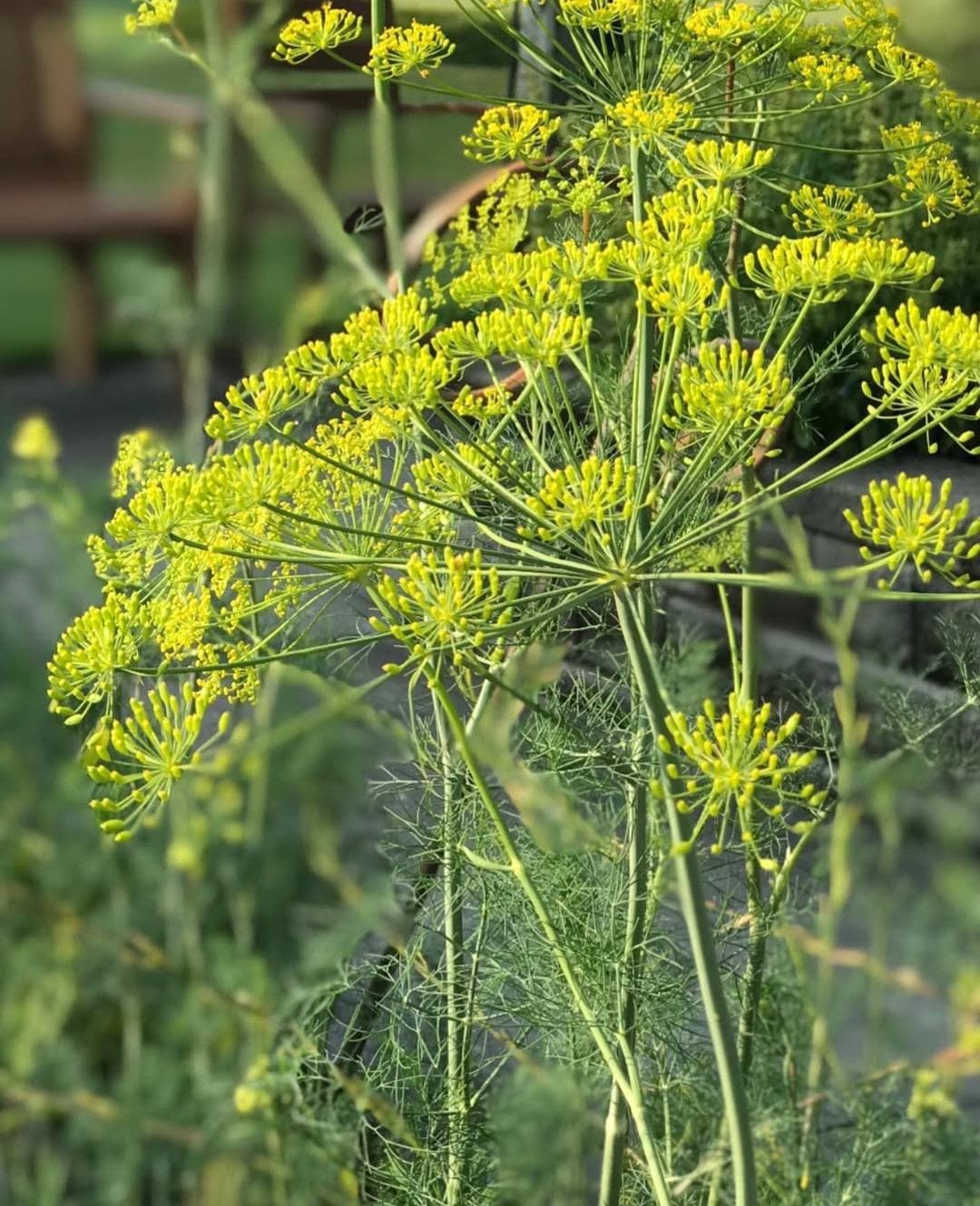 200 BOUQUET DILL (anethum Graveolens) *organic Seeds - Etsy
