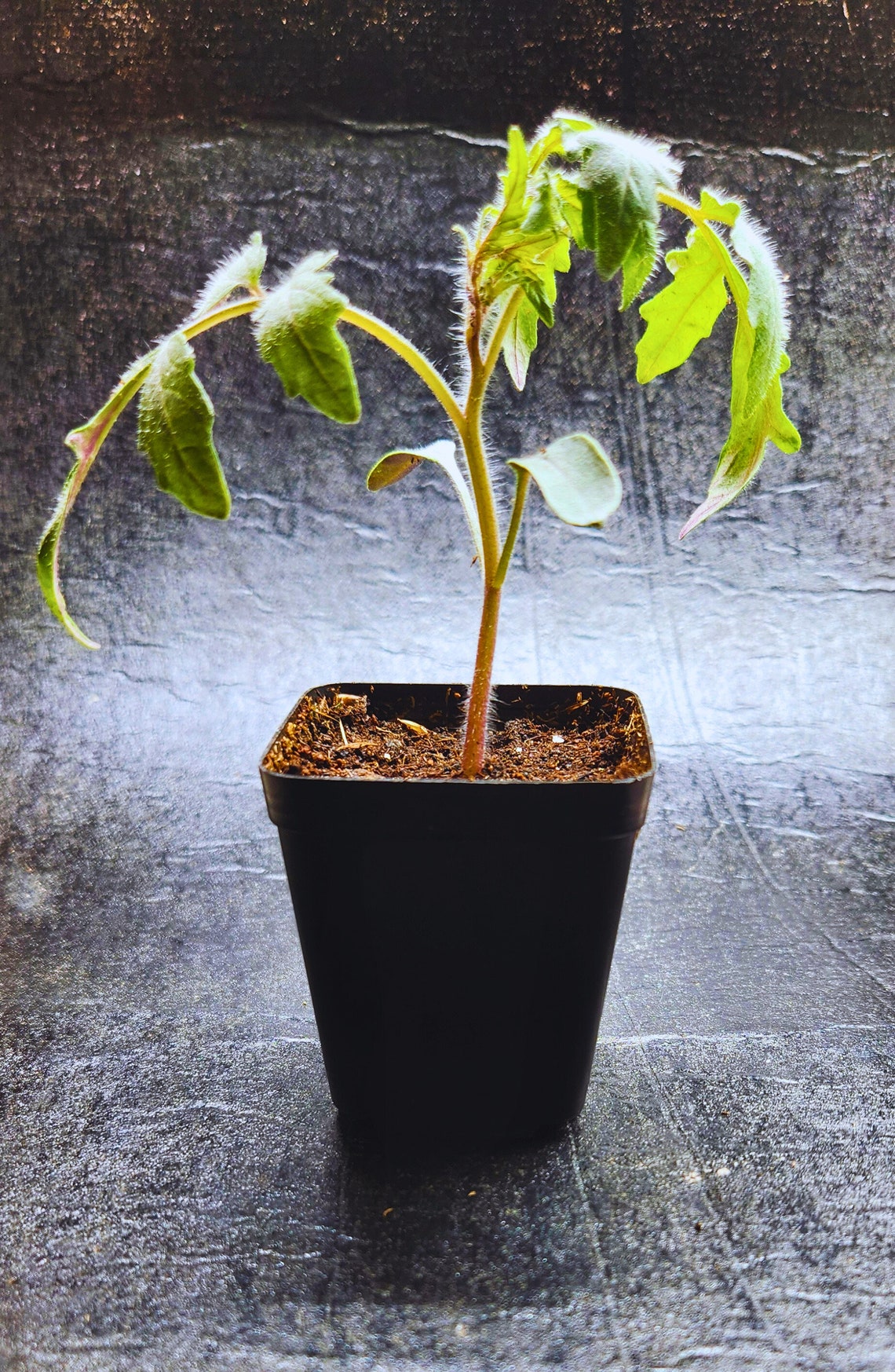 LIVE Rebel Starfighter Prime Tomato Starter Plant - Etsy