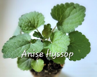 LIVE starter plant Anise Hyssop Butterfly mint Agastache foeniculum