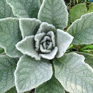 May include: A close-up of a green, fuzzy plant with large, textured leaves. The leaves are arranged in a rosette pattern, with the center of the rosette being the most densely packed.