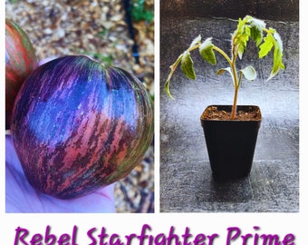 LIVE Rebel Starfighter Prime Tomato starter plant