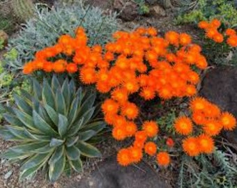 Live ICEPLANT Orange (Lampranthus aurantiacus)