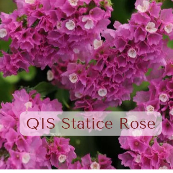 LIVE QIS Statice Rose starter plant