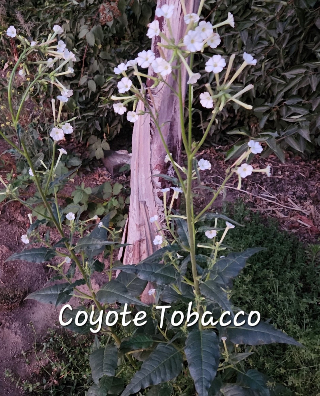 coyote plants Siciliana 子株 ② OUTLET小株】アガベ オテロイ SICILIANA（シチリアーナ）coyote plan