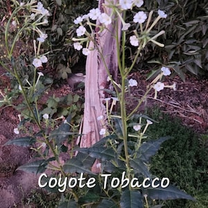 native american ceremonial tobacco for sale Ceremonial Tobacco