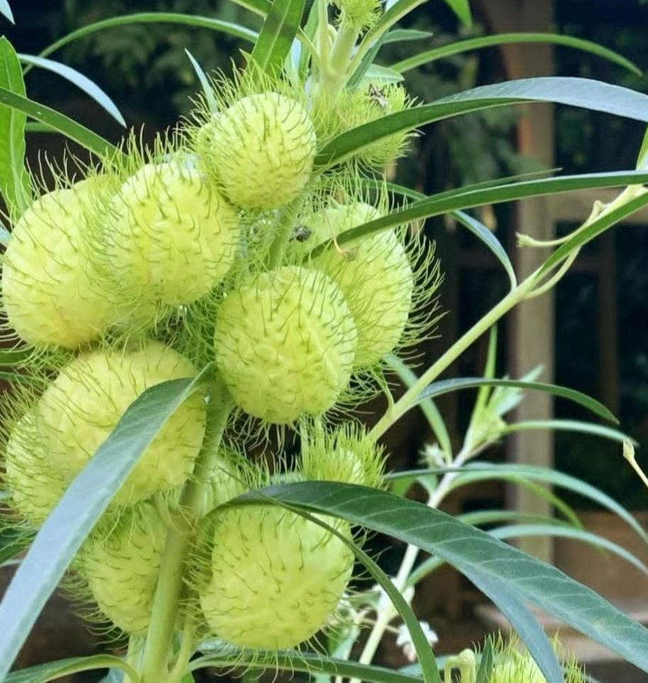 Oscar Milkweed aka "Hairy balls" (asclepias physocarpus oscar) balloon plant, swan plant. Organic. 30 seeds