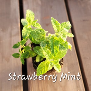 LIVE Strawberry Mint starter plant