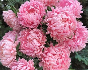 50 Aster PEONY SALMON ROSE (Callistephus chinensis) seeds