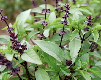 100 SWEET THAI Basil *Organic* seeds