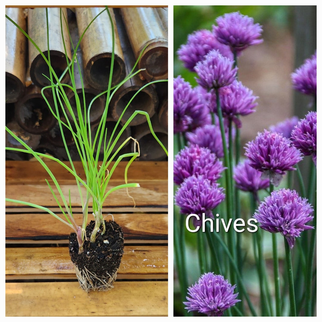LIVE Chives Starter Plant Herb Etsy