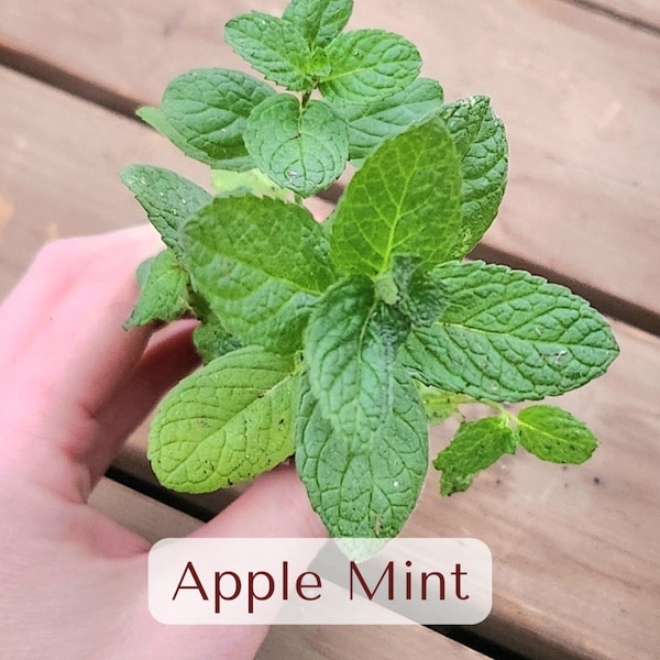 LIVE starter plant Apple Mint