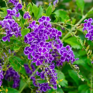 May include: A cluster of vibrant purple flowers with distinct white edges on their petals, growing on thin green stems amidst lush green foliage. The small, five-petaled blossoms are densely packed, creating a rich, colorful display of nature.