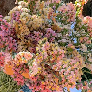 SUNSET MIX Statice limonium sinuatum QIS Apricot shades 50 seeds