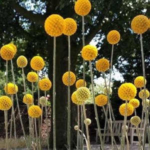 50 Billy Buttons Seeds: Craspedia Globosa Drumstick Flower