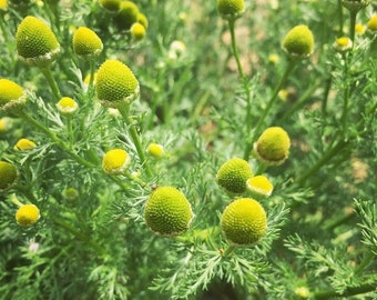SEEDS Pineapple Weed Wild Chamomile 500+ seeds. Organic
