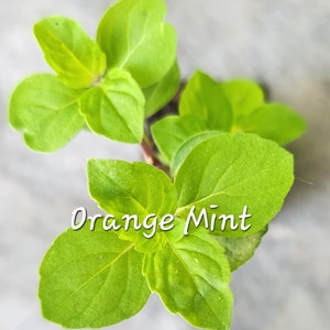 Orange Mint LIVE starter plant herb