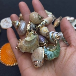 Könnte beinhalten: Eine Sammlung von Muscheln mit goldenen Akzenten. Die Muscheln sind in verschiedenen Formen und Größen, einige haben eine perlmuttartige weiße Oberfläche.