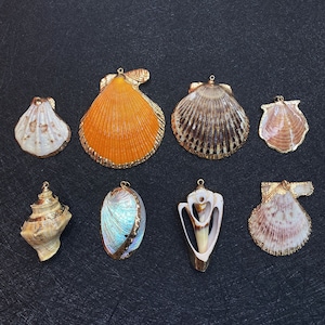 May include: Eight different seashells with gold accents. The shells are in various shapes and sizes, including a conch shell, a scallop shell, and a clam shell.