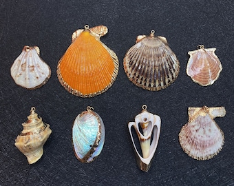 May include: Eight different seashells with gold accents. The shells are in various shapes and sizes, including a conch shell, a scallop shell, and a clam shell.