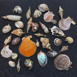 May include: Assortment of seashells with gold accents, some with a pearlescent finish, others with a natural brown or white color. The shells are arranged on a dark surface.