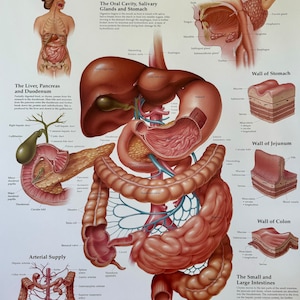 May include: A detailed anatomical illustration of the human digestive system. The illustration shows the organs of the digestive system, including the mouth, oesophagus, stomach, small intestine, large intestine, liver, pancreas, and gallbladder. The illustration is labelled with the names of the organs and their functions.