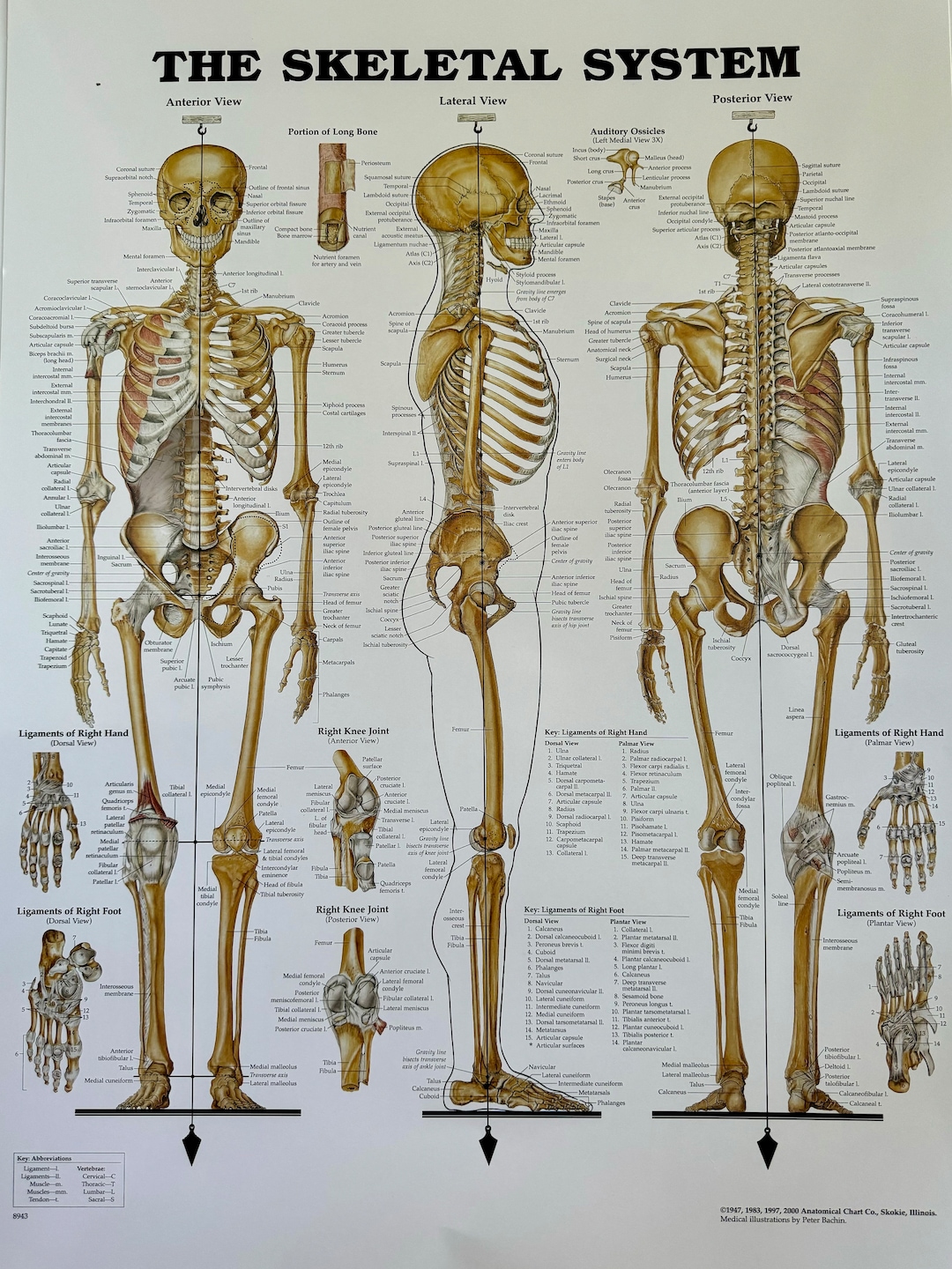 The Human Skeletal System Anatomical Chart - Etsy Australia