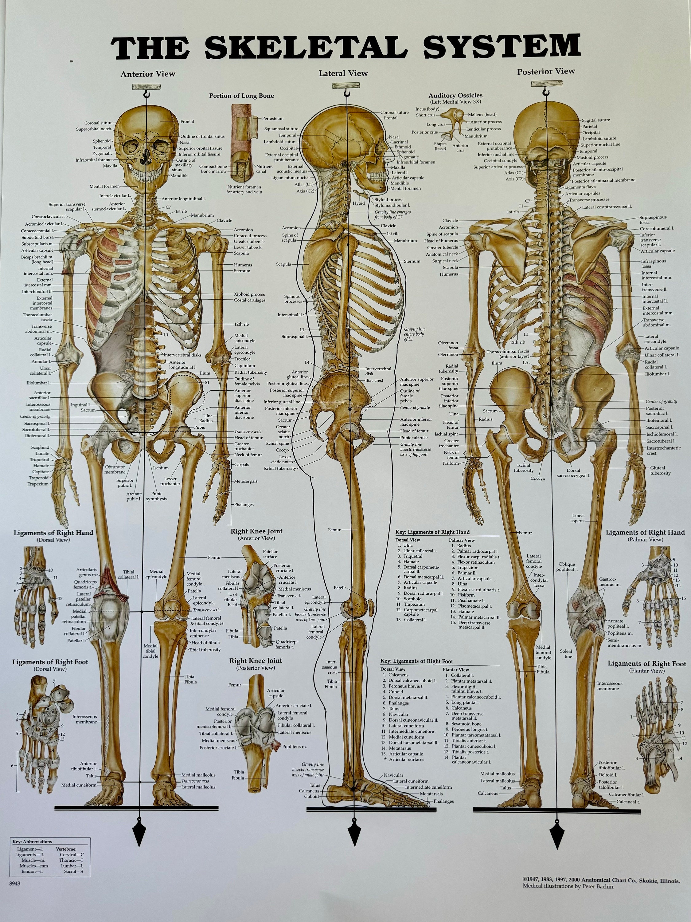 The Human Skeletal System Anatomical Chart - Etsy Australia