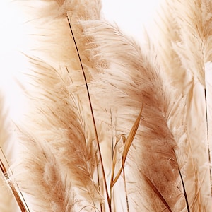 May include: A bunch of dried pampas grass with soft, feathery plumes in shades of beige and brown.