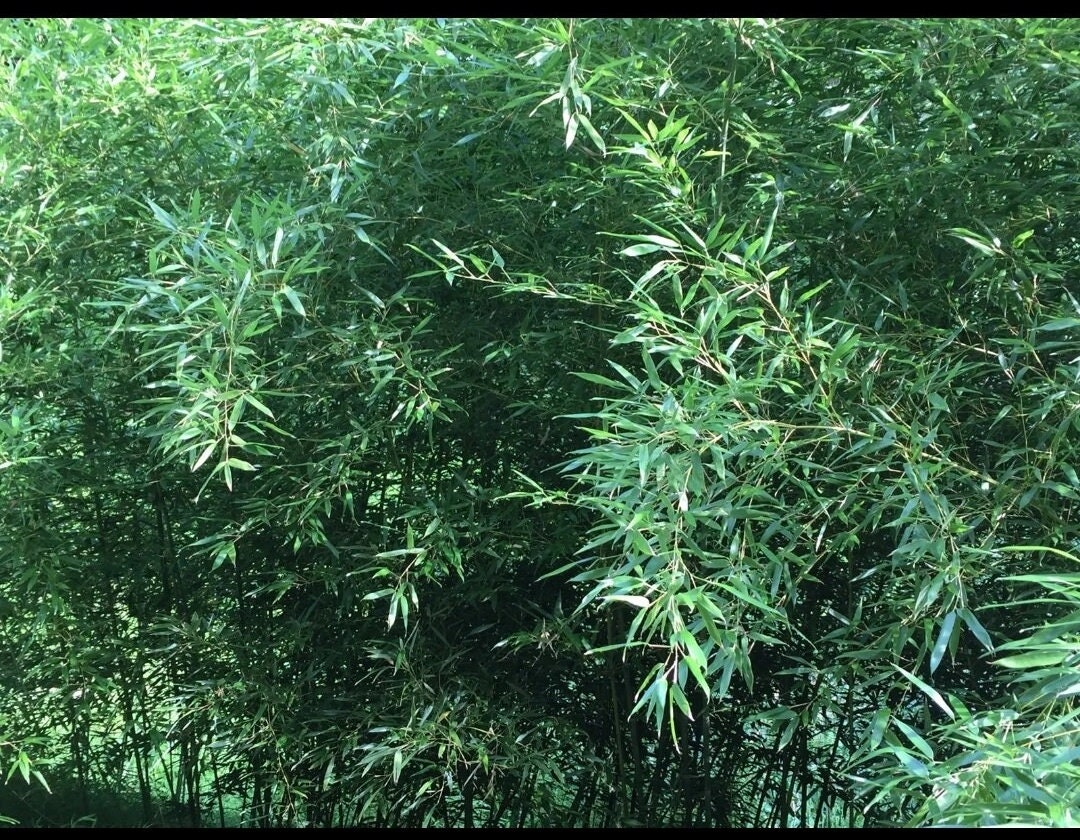 Red Margin Bamboo Phyllostachys Rubromarginata Live Bare Root Etsy