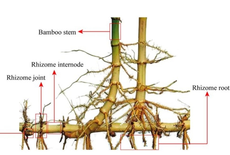 Red Margin Bamboo Phyllostachys Rubromarginata Live Bare Root Etsy