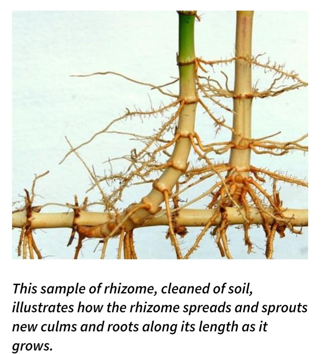 Red Margin Bamboo Phyllostachys Rubromarginata Live Bare Root Etsy