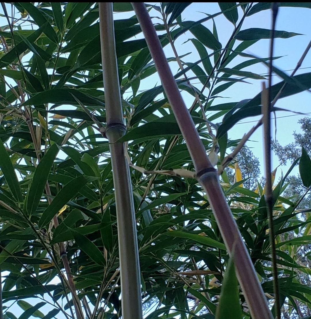 Red Margin Bamboo Phyllostachys Rubromarginata Live Bare Root / Plant