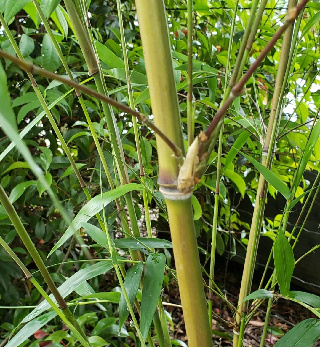 Red Margin Bamboo Phyllostachys Rubromarginata Live Bare Root Etsy
