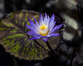 Flower Print, Botanical Art, Nymphaea, Flower Photography, Flower Poster, Botanical Photo, Flower Wall Art, Floral Print, Digital Download