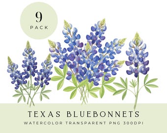 Texas-Lupinen (PNG-Clipart), Aquarell-Blumengrafiken, Botanische Wildblumen-Illustrationspaket